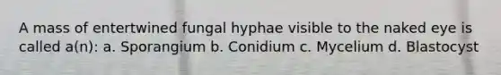 A mass of entertwined fungal hyphae visible to the naked eye is called a(n): a. Sporangium b. Conidium c. Mycelium d. Blastocyst