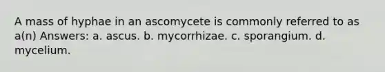 A mass of hyphae in an ascomycete is commonly referred to as a(n) Answers: a. ascus. b. mycorrhizae. c. sporangium. d. mycelium.