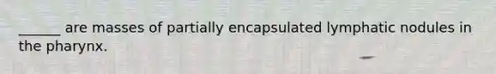 ______ are masses of partially encapsulated lymphatic nodules in the pharynx.