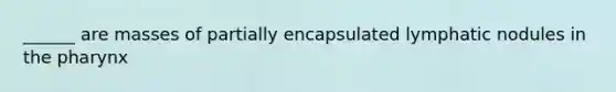 ______ are masses of partially encapsulated lymphatic nodules in the pharynx