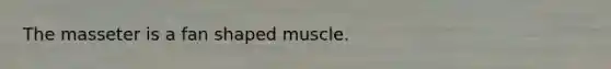 The masseter is a fan shaped muscle.