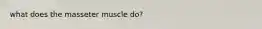 what does the masseter muscle do?