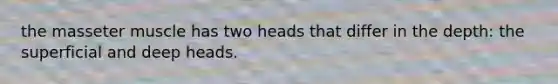 the masseter muscle has two heads that differ in the depth: the superficial and deep heads.