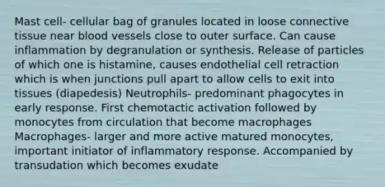 Mast cell- cellular bag of granules located in loose connective tissue near blood vessels close to outer surface. Can cause inflammation by degranulation or synthesis. Release of particles of which one is histamine, causes endothelial cell retraction which is when junctions pull apart to allow cells to exit into tissues (diapedesis) Neutrophils- predominant phagocytes in early response. First chemotactic activation followed by monocytes from circulation that become macrophages Macrophages- larger and more active matured monocytes, important initiator of inflammatory response. Accompanied by transudation which becomes exudate