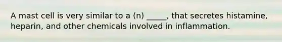 A mast cell is very similar to a (n) _____, that secretes histamine, heparin, and other chemicals involved in inflammation.