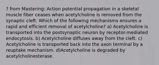 ? from Mastering: Action potential propagation in a skeletal muscle fiber ceases when acetylcholine is removed from the synaptic cleft. Which of the following mechanisms ensures a rapid and efficient removal of acetylcholine? a) Acetylcholine is transported into the postsynaptic neuron by receptor-mediated endocytosis. b) Acetylcholine diffuses away from the cleft. c) Acetylcholine is transported back into the axon terminal by a reuptake mechanism. d)Acetylcholine is degraded by acetylcholinesterase.