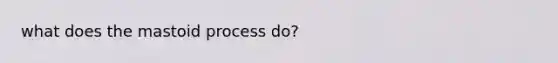 what does the mastoid process do?