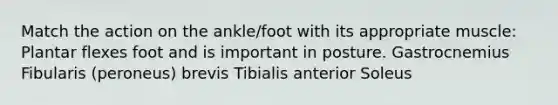 Match the action on the ankle/foot with its appropriate muscle: Plantar flexes foot and is important in posture. Gastrocnemius Fibularis (peroneus) brevis Tibialis anterior Soleus