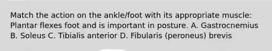 Match the action on the ankle/foot with its appropriate muscle: Plantar flexes foot and is important in posture. A. Gastrocnemius B. Soleus C. Tibialis anterior D. Fibularis (peroneus) brevis