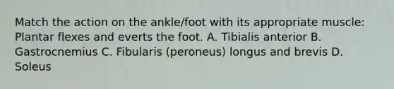 Match the action on the ankle/foot with its appropriate muscle: Plantar flexes and everts the foot. A. Tibialis anterior B. Gastrocnemius C. Fibularis (peroneus) longus and brevis D. Soleus