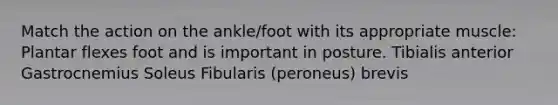 Match the action on the ankle/foot with its appropriate muscle: Plantar flexes foot and is important in posture. Tibialis anterior Gastrocnemius Soleus Fibularis (peroneus) brevis