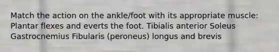 Match the action on the ankle/foot with its appropriate muscle: Plantar flexes and everts the foot. Tibialis anterior Soleus Gastrocnemius Fibularis (peroneus) longus and brevis