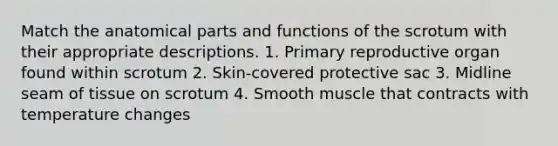 Match the anatomical parts and functions of the scrotum with their appropriate descriptions. 1. Primary reproductive organ found within scrotum 2. Skin-covered protective sac 3. Midline seam of tissue on scrotum 4. Smooth muscle that contracts with temperature changes