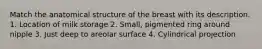 Match the anatomical structure of the breast with its description. 1. Location of milk storage 2. Small, pigmented ring around nipple 3. Just deep to areolar surface 4. Cylindrical projection