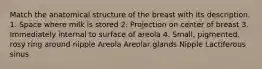 Match the anatomical structure of the breast with its description. 1. Space where milk is stored 2. Projection on center of breast 3. Immediately internal to surface of areola 4. Small, pigmented, rosy ring around nipple Areola Areolar glands Nipple Lactiferous sinus