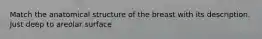Match the anatomical structure of the breast with its description. Just deep to areolar surface