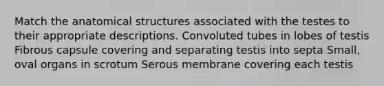 Match the anatomical structures associated with the testes to their appropriate descriptions. Convoluted tubes in lobes of testis Fibrous capsule covering and separating testis into septa Small, oval organs in scrotum Serous membrane covering each testis