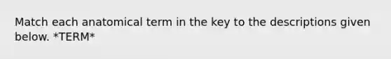 Match each anatomical term in the key to the descriptions given below. *TERM*