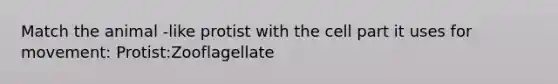 Match the animal -like protist with the cell part it uses for movement: Protist:Zooflagellate
