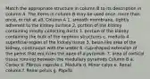 Match the appropriate structure in column B to its description in column A. The items in column B may be used once, more than once, or not at all. Column A 1. smooth membrane, tightly adherent to the kidney surface 2. portion of the kidney containing mostly collecting ducts 3. portion of the kidney containing the bulk of the nephron structures c. medulla 4. superficial region of the kidney tissue 5. basin-like area of the kidney, continuous with the ureter 6. cup-shaped extension of the pelvis that encircles the apex of a pyramid. 7. area of cortical tissue running between the medullary pyramids Column B a. Cortex b. Fibrous capsule c. Medulla d. Minor calyx e. Renal column f. Renal pelvis g. Papilla