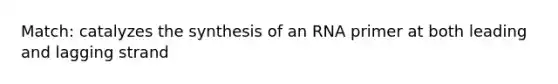 Match: catalyzes the synthesis of an RNA primer at both leading and lagging strand