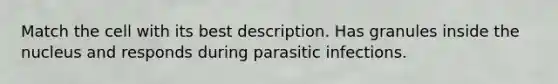 Match the cell with its best description. Has granules inside the nucleus and responds during parasitic infections.