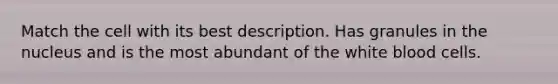 Match the cell with its best description. Has granules in the nucleus and is the most abundant of the white blood cells.