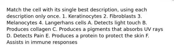 Match the cell with its single best description, using each description only once. 1. Keratinocytes 2. Fibroblasts 3. Melanocytes 4. Langerhans cells A. Detects light touch B. Produces collagen C. Produces a pigments that absorbs UV rays D. Detects Pain E. Produces a protein to protect the skin F. Assists in immune responses