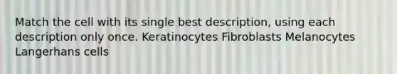 Match the cell with its single best description, using each description only once. Keratinocytes Fibroblasts Melanocytes Langerhans cells