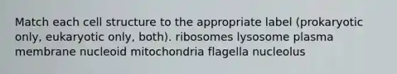 Match each cell structure to the appropriate label (prokaryotic only, eukaryotic only, both). ribosomes lysosome plasma membrane nucleoid mitochondria flagella nucleolus