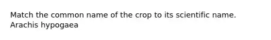 Match the common name of the crop to its scientific name. Arachis hypogaea