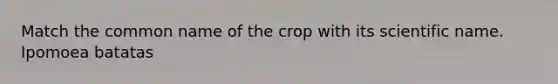 Match the common name of the crop with its scientific name. Ipomoea batatas