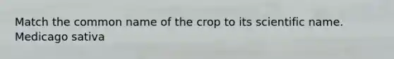 Match the common name of the crop to its scientific name. Medicago sativa