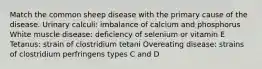 Match the common sheep disease with the primary cause of the disease. Urinary calculi: imbalance of calcium and phosphorus White muscle disease: deficiency of selenium or vitamin E Tetanus: strain of clostridium tetani Overeating disease: strains of clostridium perfringens types C and D