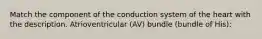 Match the component of the conduction system of the heart with the description. Atrioventricular (AV) bundle (bundle of His):