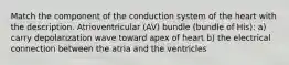 Match the component of the conduction system of the heart with the description. Atrioventricular (AV) bundle (bundle of His): a) carry depolarization wave toward apex of heart b) the electrical connection between the atria and the ventricles