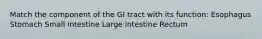 Match the component of the GI tract with its function: Esophagus Stomach Small intestine Large intestine Rectum