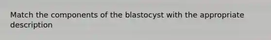 Match the components of the blastocyst with the appropriate description