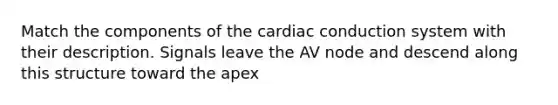 Match the components of the cardiac conduction system with their description. Signals leave the AV node and descend along this structure toward the apex