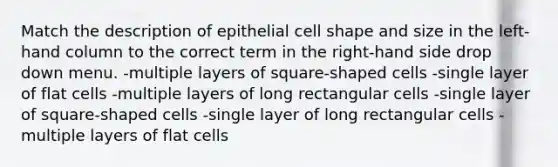 Match the description of epithelial cell shape and size in the left-hand column to the correct term in the right-hand side drop down menu. -multiple layers of square-shaped cells -single layer of flat cells -multiple layers of long rectangular cells -single layer of square-shaped cells -single layer of long rectangular cells -multiple layers of flat cells