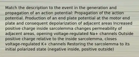 Match the description to the event in the generation and propagation of an action potential: Propagation of the action potential. Production of an end plate potential at the motor end plate and consequent depolarization of adjacent areas Increased positive charge inside sarcolemma changes permeability of adjacent areas, opening voltage-regulated Na+ channels Outside positive charge relative to the inside sarcolemma, closes voltage-regulated K+ channels Restoring the sarcolemma to its initial polarized state (negative inside, positive outside)