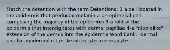 Match the detention with the term Detentions: 1-a cell located in the epidermis that produced melanin 2-an epithelial cell composing the majority of the epidermis 3-a fold of the epidermis that interdigitates with dermal papillae 4-a "nipplelike" extension of the dermis into the epidermis Word Bank: -dermal papilla -epidermal ridge -keratinocyte -melanocyte