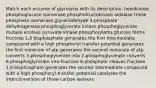 Match each enzyme of glycolysis with its description. hexokinase phosphoglucose isomerase phosphofructokinase aldolase triose phosphate isomerase glyceraldehyde 3-phosphate dehydrogenase phosphoglycerate kinase phosphoglycerate mutase enolase pyruvate kinase phosphorylates glucose forms fructose 1,6 bisphosphate generates the first intermediate compound with a high phosphoryl transfer potential generates the first molecule of atp generates the second molecule of atp converts 3-phosphoglycerate into 2-phosphoglycerate converts 6-phosphoglycerate into fructose 6-phosphate cleaves fructose 1,6-bisphosphate generates the second intermediate compound with a high phosphoryl-transfer potential catalyzes the interconversion of three-carbon isomers