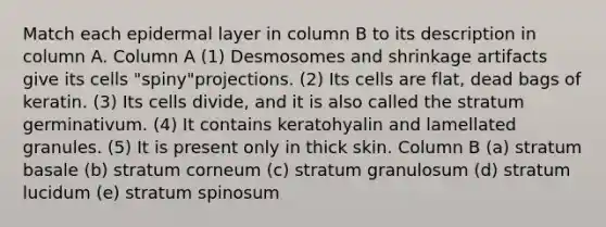 Match each epidermal layer in column B to its description in column A. Column A (1) Desmosomes and shrinkage artifacts give its cells "spiny"projections. (2) Its cells are flat, dead bags of keratin. (3) Its cells divide, and it is also called the stratum germinativum. (4) It contains keratohyalin and lamellated granules. (5) It is present only in thick skin. Column B (a) stratum basale (b) stratum corneum (c) stratum granulosum (d) stratum lucidum (e) stratum spinosum