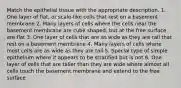 Match the epithelial tissue with the appropriate description. 1. One layer of flat, or scale-like cells that rest on a basement membrane 2. Many layers of cells where the cells near the basement membrane are cube shaped, but at the free surface are flat 3. One layer of cells that are as wide as they are tall that rest on a basement membrane 4. Many layers of cells where most cells are as wide as they are tall 5. Special type of simple epithelium where it appears to be stratified but is not 6. One layer of cells that are taller than they are wide where almost all cells touch the basement membrane and extend to the free surface