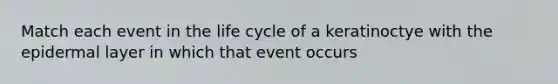 Match each event in the life cycle of a keratinoctye with the epidermal layer in which that event occurs