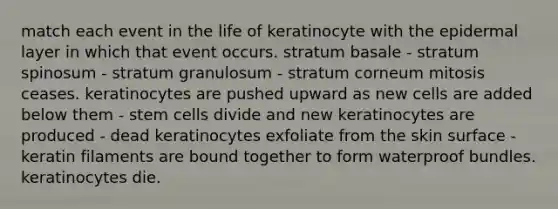 match each event in the life of keratinocyte with the epidermal layer in which that event occurs. stratum basale - stratum spinosum - stratum granulosum - stratum corneum mitosis ceases. keratinocytes are pushed upward as new cells are added below them - stem cells divide and new keratinocytes are produced - dead keratinocytes exfoliate from the skin surface - keratin filaments are bound together to form waterproof bundles. keratinocytes die.