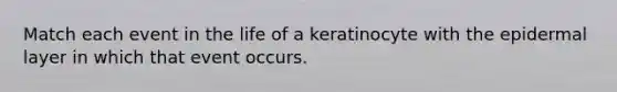 Match each event in the life of a keratinocyte with the epidermal layer in which that event occurs.