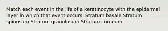 Match each event in the life of a keratinocyte with the epidermal layer in which that event occurs. Stratum basale Stratum spinosum Stratum granulosum Stratum corneum