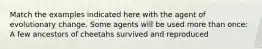 Match the examples indicated here with the agent of evolutionary change. Some agents will be used more than once: A few ancestors of cheetahs survived and reproduced